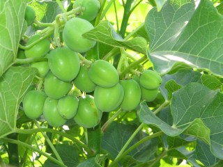 Jatropha