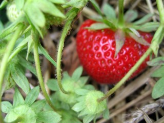 Strawberry